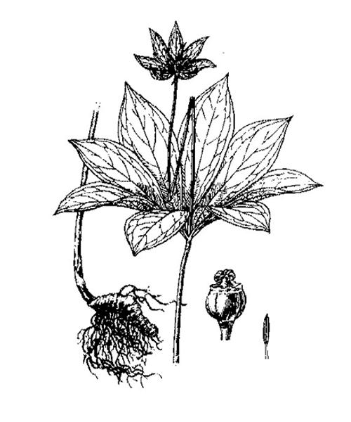 Natural compounds from  Paris polyphylla  var. chinensis